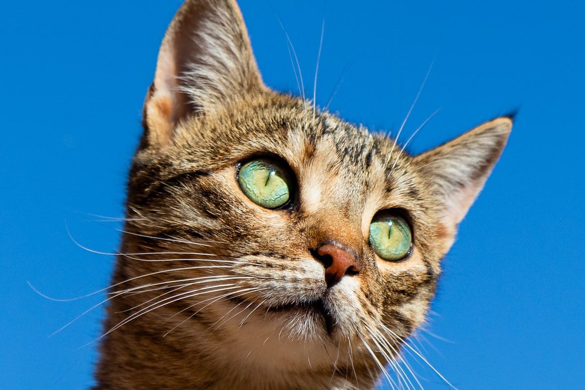 Keeping Your Cat Hydrated: Tips and Tricks