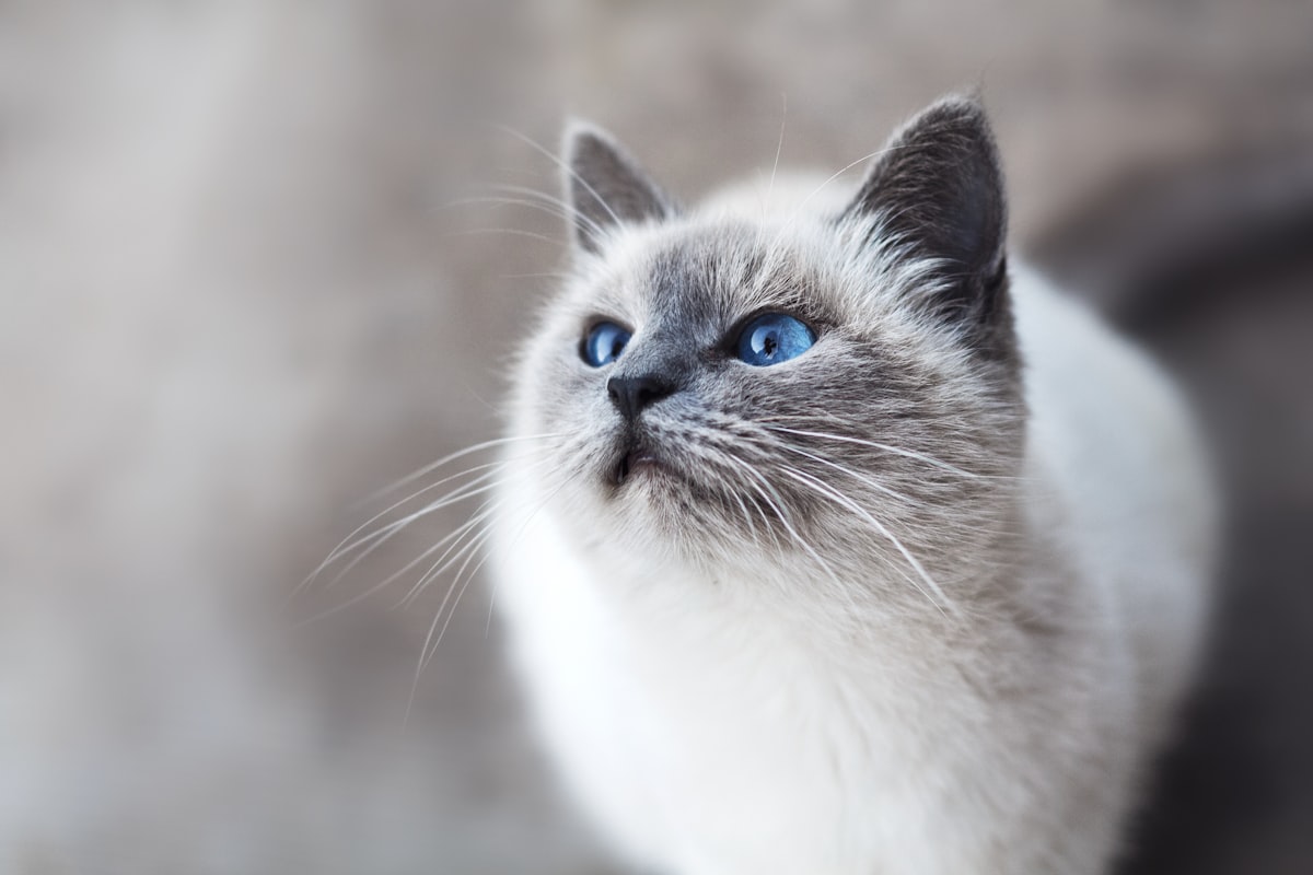 Understanding Cat Nutrition: A Complete Guide