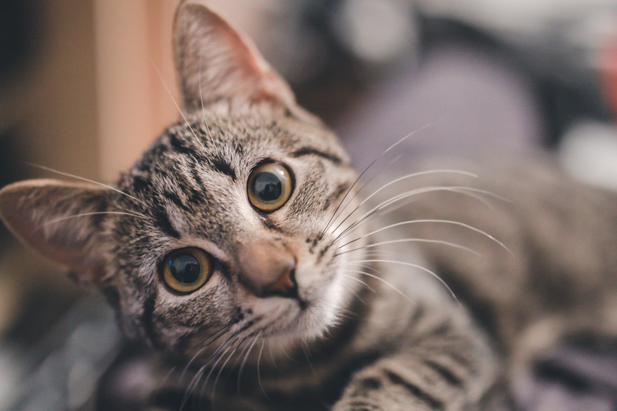 Nutrition for Senior Cats: Special Considerations